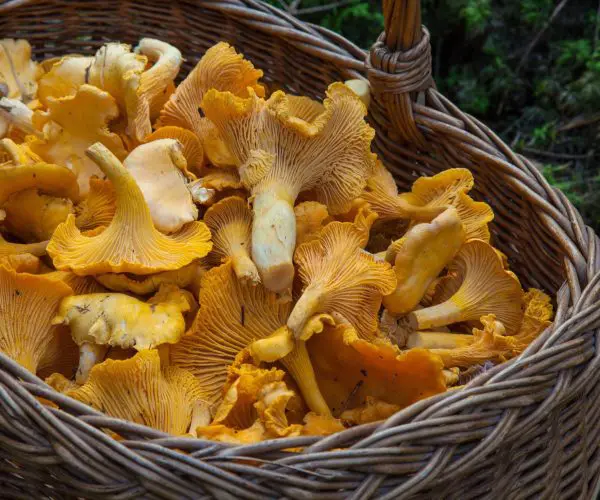 champignon du restaurant La Table des Trois à Bordeaux.